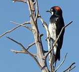 acorn woodpecker in New Mexico