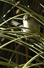 new mexico birding