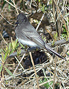 new mexico birding