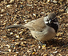 black throated sparrow