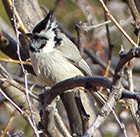 bridled titmouse