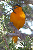 bullock's oriole