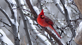 northern cardinal in new mexico