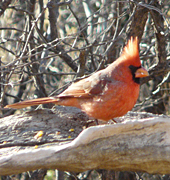 male cardinal