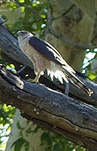 new mexico birding