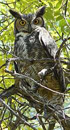 new mexico birding