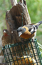 black-headed grosbeak