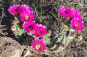 hedgehog cactus in bloom