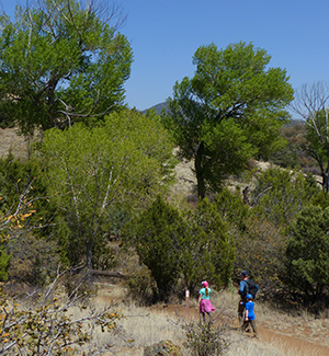 hiking the Gila in spring