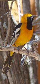 new mexico birding