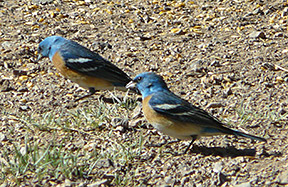 lazuli bunting