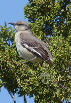 new mexico birding