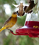 new mexico birding