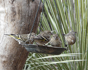 pine siskins