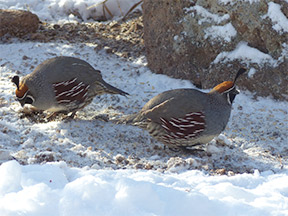 gambel's quail